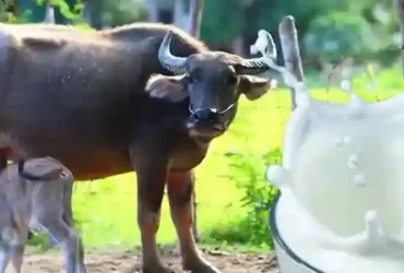 wellhealthorganic buffalo milk